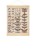 thumbnail image 1 of PPHAOSHO Tableau de Référence d'Identification des Races d'Insectes Collection d'Espèces Diagramme d'Entomologie Affiche de Classe Club Peinture Sans Cadre Affiches Murales sur Toile Impression d'Art 20x30 Pouces, 1 of 7