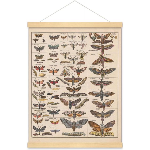 PPHAOSHO Tableau de Référence d'Identification des Races d'Insectes Collection d'Espèces Diagramme d'Entomologie Affiche de Classe Club Peinture Sans Cadre Affiches Murales sur Toile Impression d'Art 20x30 Pouces