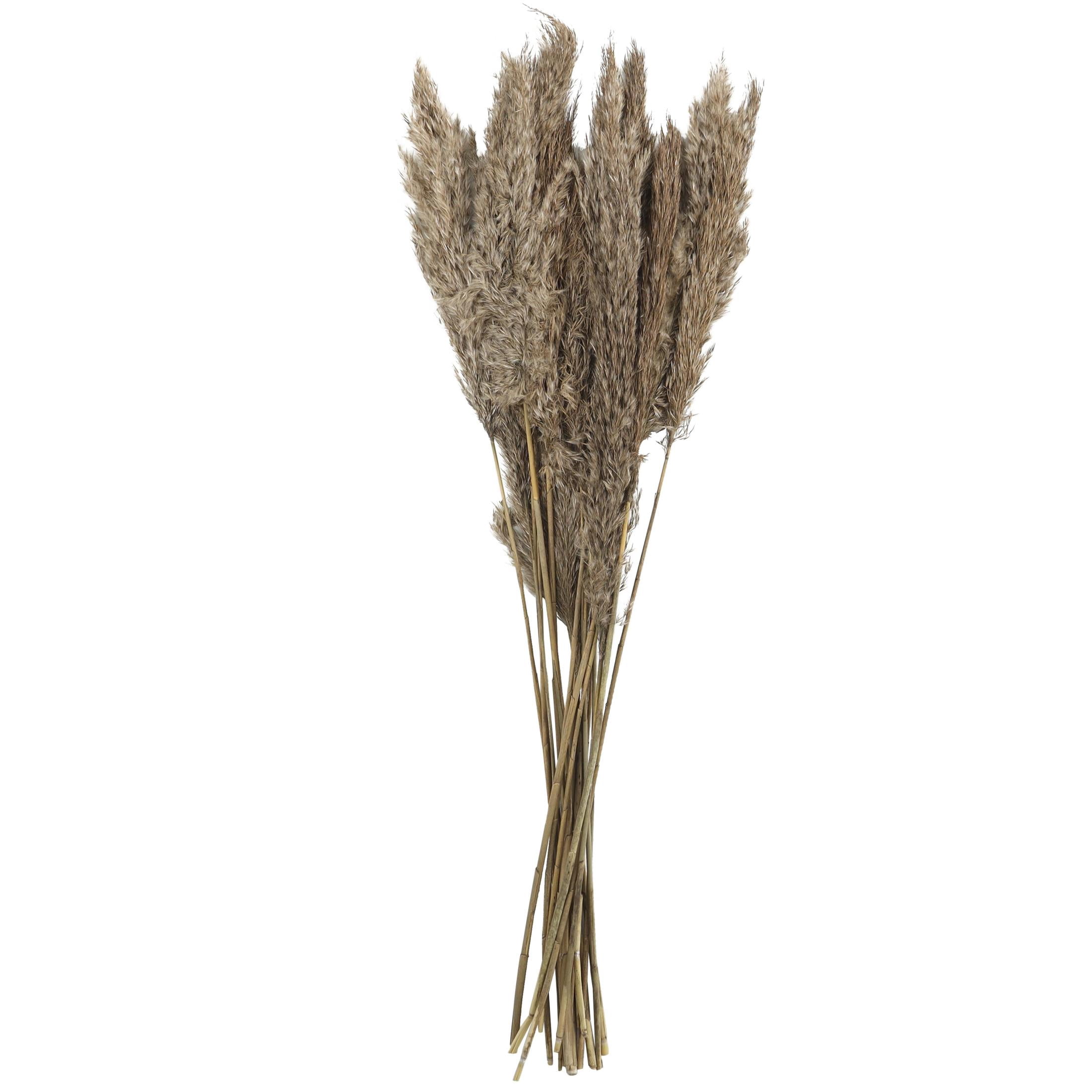 35" Grass Dried Plant Natural Foliage Pampas Bouquet with Long Stems, by DecMode