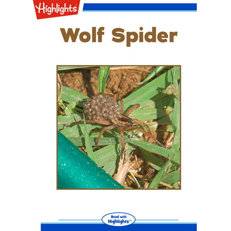 Wolf Spider - Audiobook (Best Way To Kill Wolf Spiders)