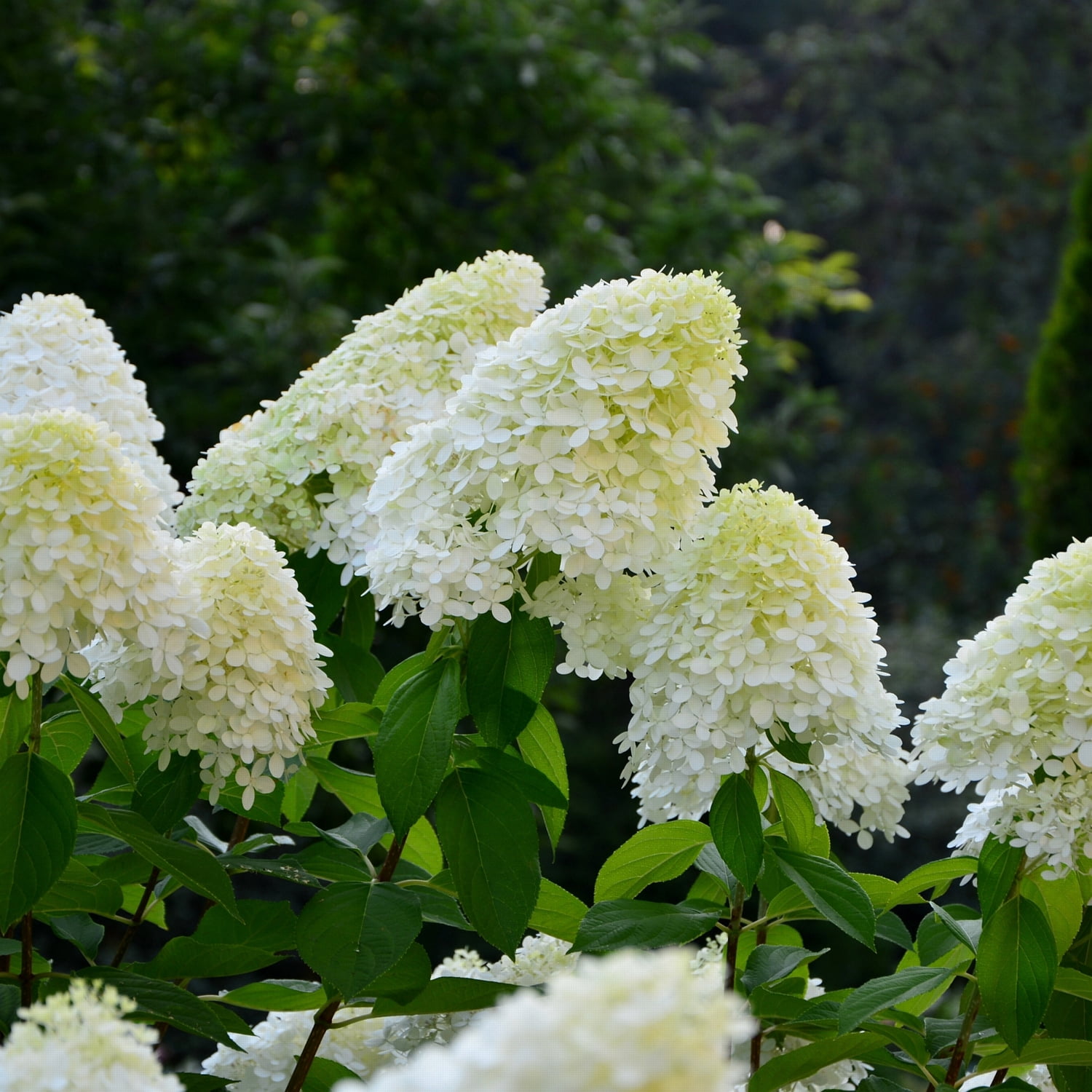 1 gal. Hydrangea Little Lotte Shrub with White Flowers