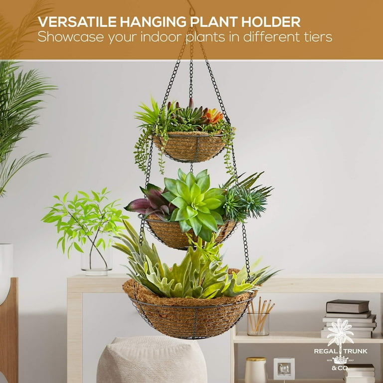 he elephant ear plant is known for its giant leaves Elephant Ears, Colocasia