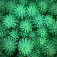 thumbnail image 2 of Bell, Jan 15x15 White Modern Wood Framed Museum Art Print Titled - Sea Green, 2 of 4
