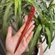 thumbnail image 1 of Horquilla antigua tallada en madera de sándalo rojo lobular, placa para el cabello, artesanías de madera pulida a mano, regalos antiguos de caoba, 1 of 6