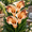 Orange, variant on Calla Lily Bulbs,Low Maintenance - Easy Grow - Ideal For Beds Borders, Plant Pots & Planters