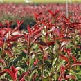 thumbnail image 4 of Photinia Red Tip  3 Extra Large 3 Gallon Plants  Photinia x Fraseri  Evergreen Landscape Hedge Shrub, 4 of 9