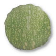 thumbnail image 1 of Green Pumpkin Peel Macro Photo Patterns Round Throw Pillow Home Decoration Cushion, 1 of 3
