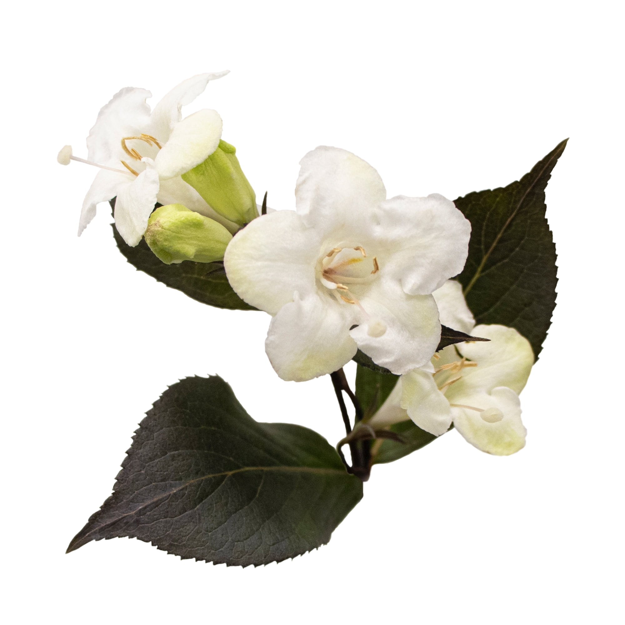 Proven Winners ColorChoice Wine & Spirits Weigela Live Shrub (2 Gallon)