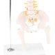 thumbnail image 5 of Modelo de Anatomía Humana Sunnimix Vértebras Lumbares 50 cm, 5 of 8