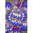thumbnail image 2 of Jones, Adam 11x14 Gold Ornate Wood Framed with Double Matting Museum Art Print Titled - Lupine flower-Napa Valley-California, 2 of 4