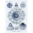 thumbnail image 3 of Haeckel, Ernst 13x18 Black Modern Framed Museum Art Print Titled - Haeckel Nature Illustrations: Polycytaria Radiolaria - Dark Blue Tint, 3 of 5