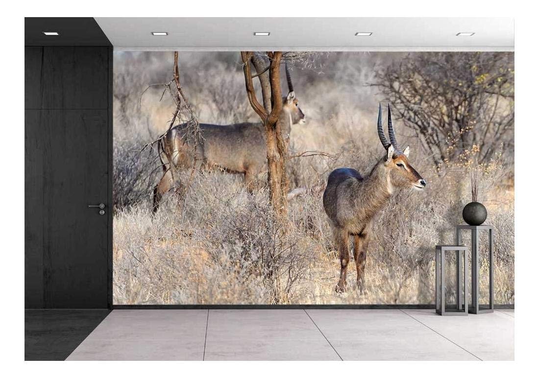 Wall26 Waterbuck in Kenya, Africa Canvas Art Wall Mural Decor 100