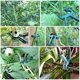 thumbnail image 4 of 60 piezas de pinzas para plantas trepadoras, pinzas para plantas, pinzas para tomates, 4 of 5