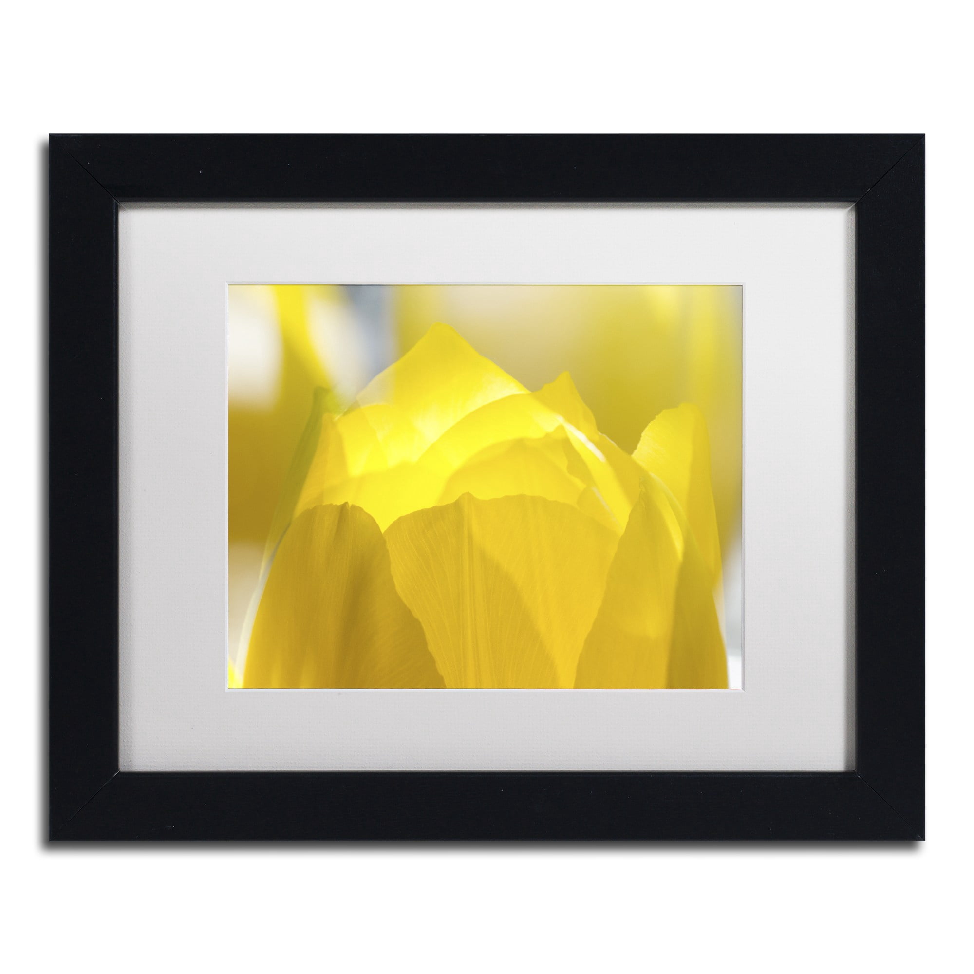 Trademark Fine Art "Yellow Tulip" Canvas Art by Kurt Shaffer White Matte, Black Frame