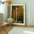 thumbnail image 6 of Redwood Grove - Larkspur California Photography Forest Nature Autumn Wilderness Woodland Scenic Landscape Oak Framed Wall Art Print 6 x 8 inches, 6 of 12