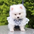 thumbnail image 3 of Prettyui Dog Bow Harness Set Cute Kitten Harness And Belt Set Fashion Party Vest, 3 of 3