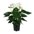 thumbnail image 1 of Anturio mini en maceta, 1 of 2