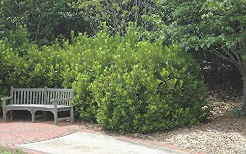Anise Forest Green - 3 Live Plants - Illicium Parviflorum - Shade Loving Evergreen Hedge