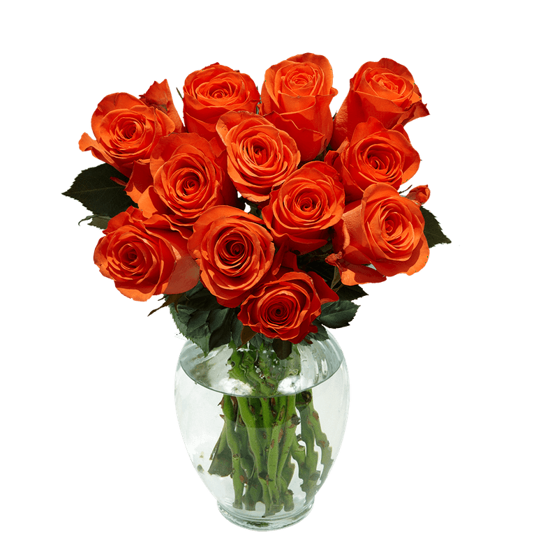 Long Stem Orange Pink Red Roses