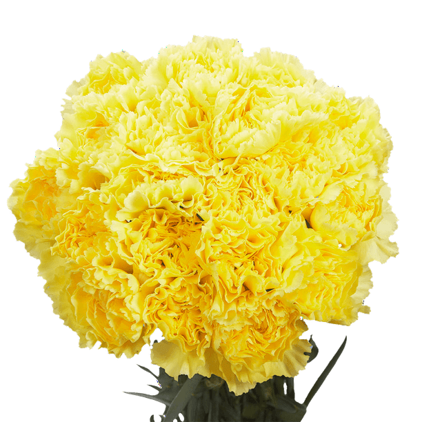 GlobalRose 200 Fresh Cut Yellow Carnations Fresh Flowers Wholesale