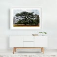 thumbnail image 2 of The Lebanon Cedar, Hampton National Historic Site, Maryland - Towson Maryland Photography Nature Landscape Botanical Forest Woodland Scenic White Framed Wall Art Print 5 x 7 inches, 2 of 3