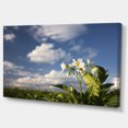 thumbnail image 2 of Plante de Pommes de Terre Fleurs - Impression sur Toile Paysage, 2 of 4