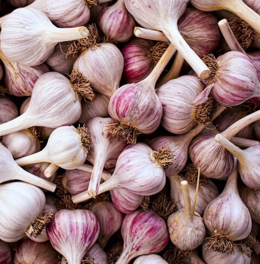 8oz Garlic Bulbs for Planting - Multi Variety Selection - Chesnok Red, Music, Italian, German, Russian