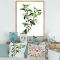 thumbnail image 2 of Designart 'Ancient Green Leaves Plants VII' Traditional Framed Canvas Wall Art Print, 2 of 5