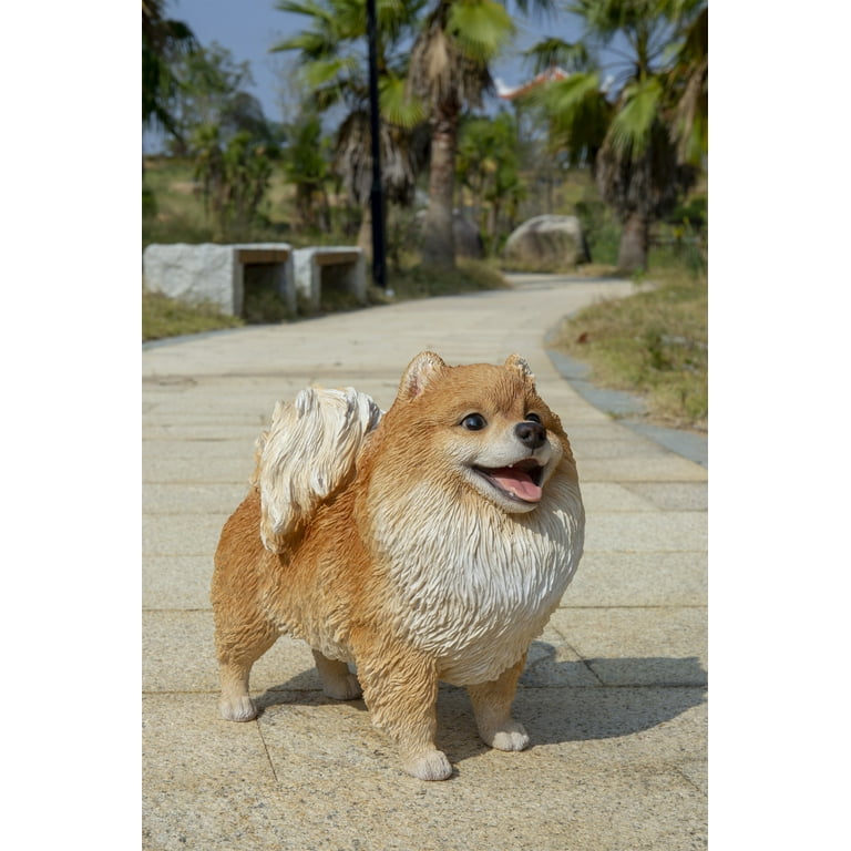 Pomeranian pit mix sales