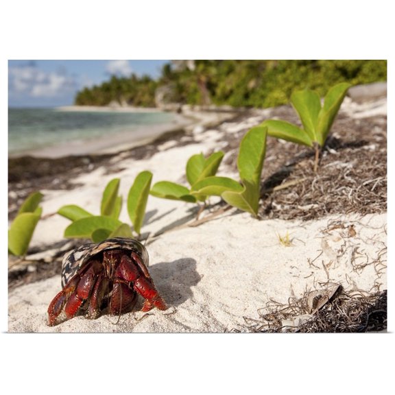 Great BIG Canvas | Rolled Maresa Pryor Poster Print entitled Caribbean hermit crab, Mona Island, Puerto Rico