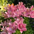 thumbnail image 2 of GSDWIUEW Lily Bulbs-2 or 4 Bulbs per Package Cold-Resistant Perennial Bulbs for Gardens, Easy-Grow. (Pink,4), 2 of 4