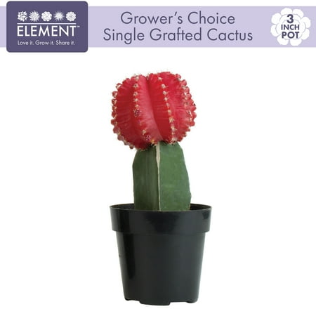 Element Live Plant Assorted Grafted Cactus in 3in Pot