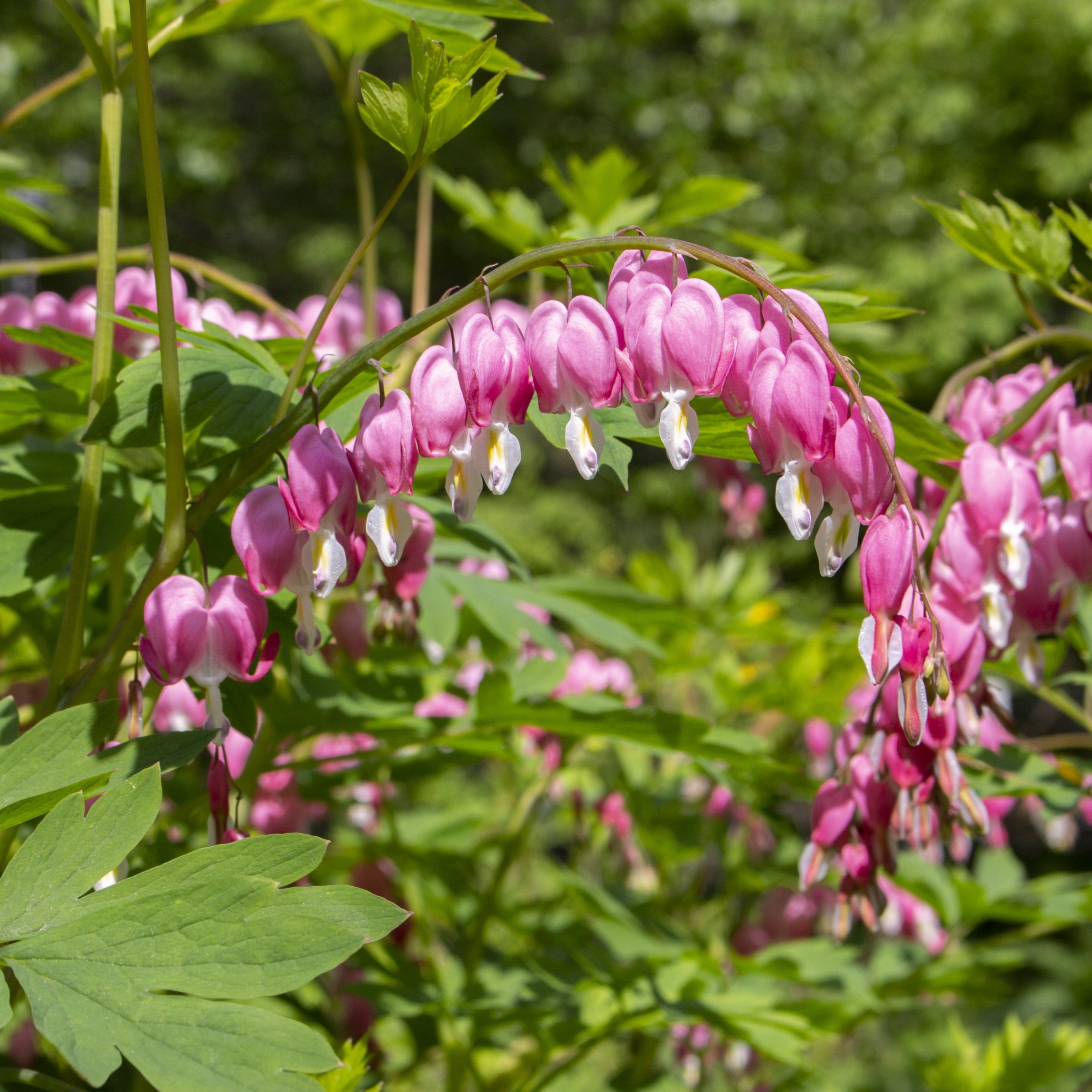 Bareroot Dicentra Dwarf Bleeding Hearts Live Perennial Plant with Pink Flowers (4-Pack)