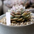 thumbnail image 3 of 200 PCS PVC Étiquette de Plante pour les Semis I-Shape Réutilisable Imperméable Plante Tag Pot, 3 of 8