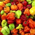 thumbnail image 1 of GSDWIUEW Scotch Bonnet Pepper 35-40 Seeds , Heirloom & Organic Seed, 1 of 3