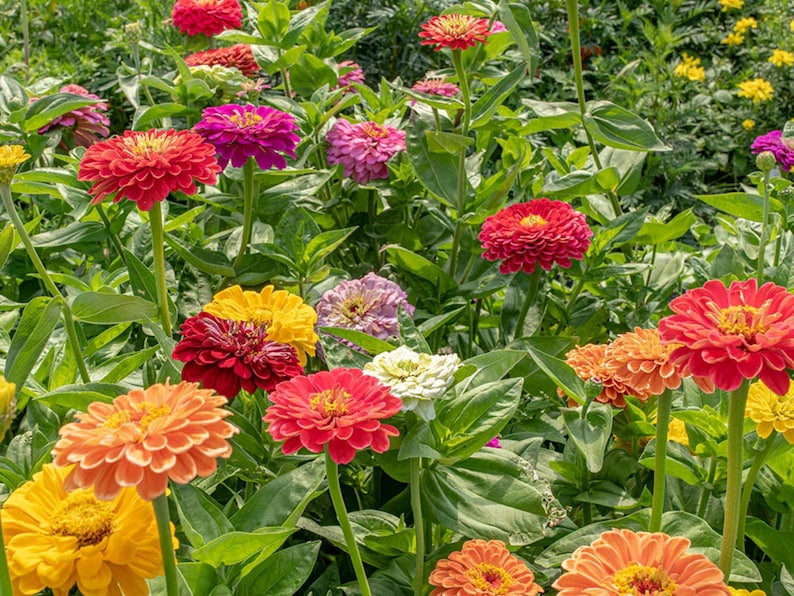 30 Zinnia Seeds -, Drought, Easy to Grow, Summer to Fall Blooms