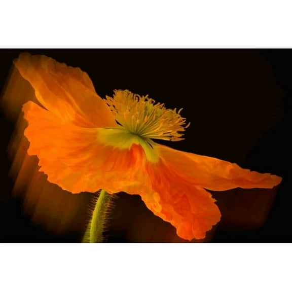 Marmont Hill "Dramatic Orange Poppy" Painting Print on Canvas