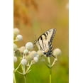 thumbnail image 2 of Day, Richard and Susan 23x32 White Modern Wood Framed Museum Art Print Titled - Eastern Tiger Swallowtail on Rattlesnake Master (Eryngium yuccifolium)-Marion County-Illinois, 2 of 4