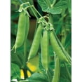 thumbnail image 3 of Burpee Sugar Snap Pea, 3 of 5