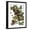 Black Frame, variant on Art.com Audubon: Nighthawk Giclee Print by John James Audubon, 12" x 16"