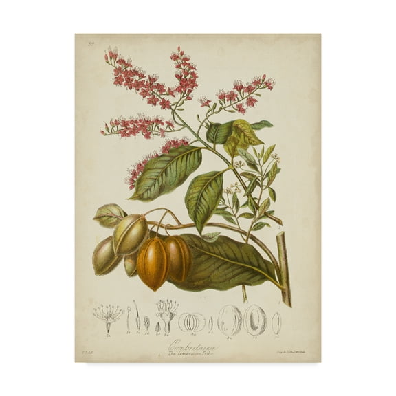 Trademark Fine Art 'Twining Botanicals IV' Canvas Art by Elizabeth Twining