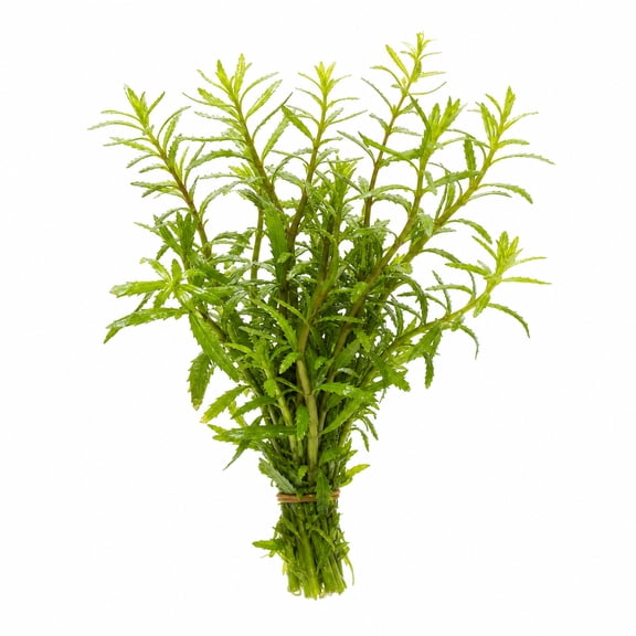 Hygrophila Mermaid Live Aquarium Plant Bunch for Freshwater Fish Tanks | BUY2 GET1 FREE