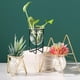 thumbnail image 3 of Terrario de plantas Baoblaze Soporte geométrico corto hierro vidrio, 3 of 4