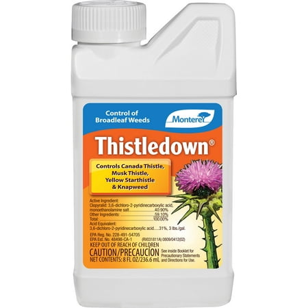 THISTLE DOWN