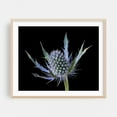 thumbnail image 2 of Sea Holly Eryngium - Photography Botanical Floral Nature Flowers Garden Abstract Minimalist Unframed Wall Art Print 24 x 30 inches, 2 of 6