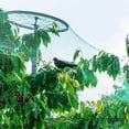 thumbnail image 3 of Green Bird Netting To Plants Fruit Trees Birds Small-eyed Bird Netting, 3 of 8
