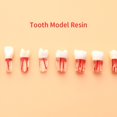 thumbnail image 2 of Modelo de diente para enseñanza Oral Dental resina dientes resina endodoncia Dental modelo de diente con canal de raíz de color y práctica de pulpa Gao Jinjia LED, 2 of 2