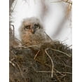 thumbnail image 2 of Williams, Joanne 26x32 Black Ornate Wood Framed with Double Matting Museum Art Print Titled - FL, Boynton Beach Nesting great horned owl chick, 2 of 4