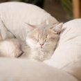 thumbnail image 6 of Elevated Cat Bed Wooden with Cushion Fluffy Pet Couch Sofa for Indoor Cats Raised Kitty Lounge Chair Suitable for Puppy, Cat Furniture(White), 6 of 18