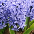 thumbnail image 2 of Delft Blue Hyacinth Flower Bulbs - 3 Bulbs per Pack - Pleasantly Scented - Deer Resistant - Good as Cut Flowers - Grows Well In Container - Grow Indoors or Outdoors – Live Plant Garden, 2 of 6